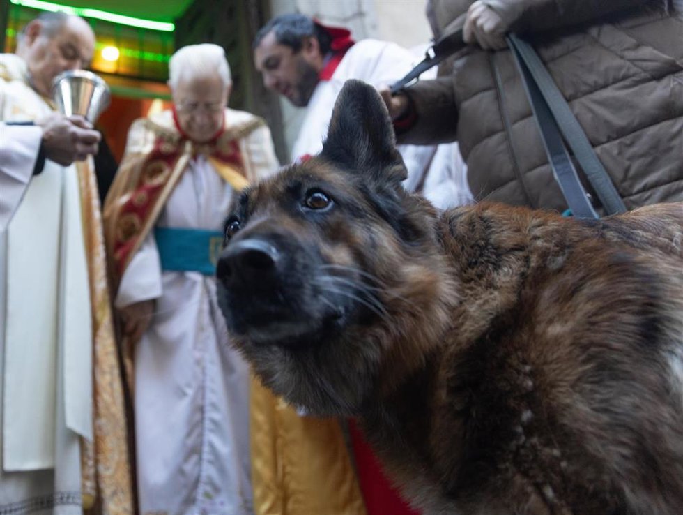 Un perro durante la bendición de animales, en la Iglesia de San Antón, a 17 de enero de 2025, en Madrid (España). 