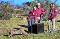 María Guardiola participa en la suelta de un lince ibérico en Monfragüe