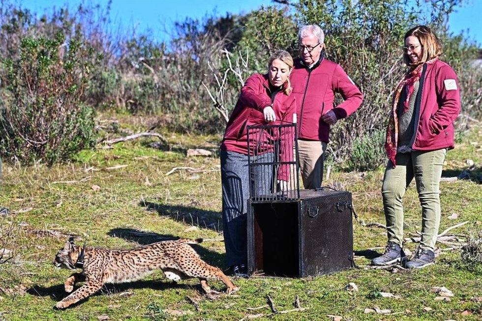La presidenta de la Junta participa en la suelta de un lince ibérico en Monfragüe
