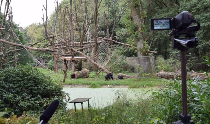 Grabación de la conducta rítmica observada en chimpancés