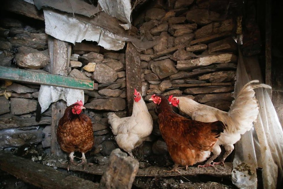 Archivo - Varias gallinas en un corral 