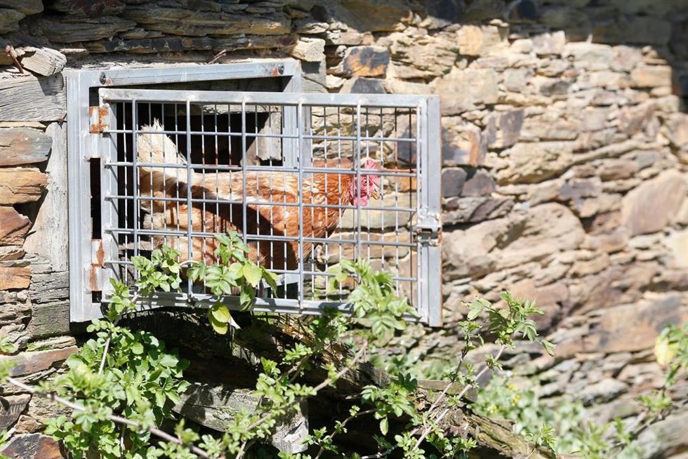 Archivo - Varias gallinas en un corral, a 6 de marzo de 2024, en Bóveda, Lugo, Galicia (España). Dado que muchos propietarios de corrales domésticos de gallinas para autoconsumo aún no lo han hecho, el Ayuntamiento de Bóveda les ofrece ayuda para que lo