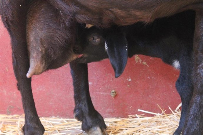 La ULPGC investiga como mejorar el calostro de las cabras