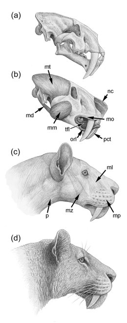 Investigación de la Fundación Dinópolis publicada en la revista revista The Anatomical Record en la que se describen los mecanismos que permitían a los félidos “dientes de sable” mantener sus caninos fuera al cerrar la boca.