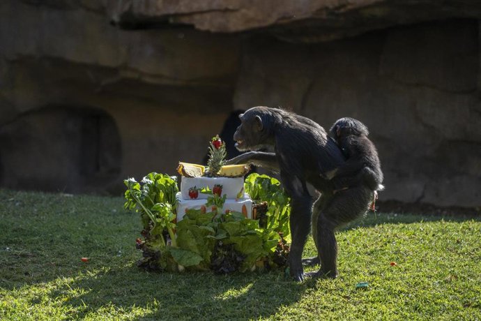 Celebración del primer cumpleaños de la chimpancé Cala en el Bioparc Valencia.