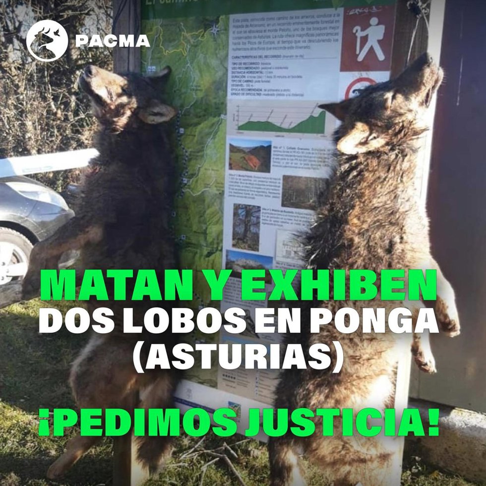 Cartel difundido por Pacma