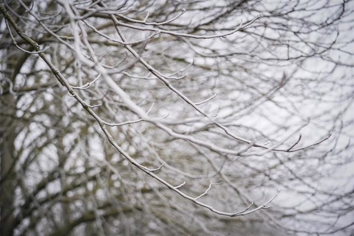 Archivo - Ramas de un árbol cubiertas de nieve.