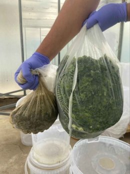 Un consorcio catalán diseña un sistema que usa insectos para producir abonos mediante compostaje