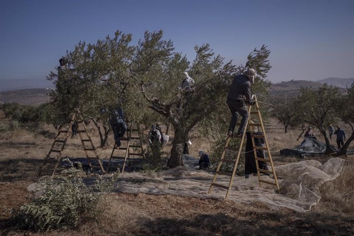 Archivo - 11 October 2024, Palestinian Territories, Duma: Palestinians picking olives as olives harvest season begins in the West Bank. Photo: Ilia Yefimovich/dpa