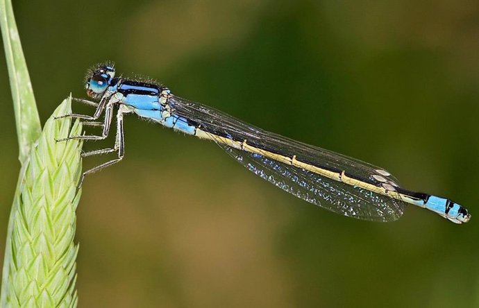 Libélula común hembra de cola azul.