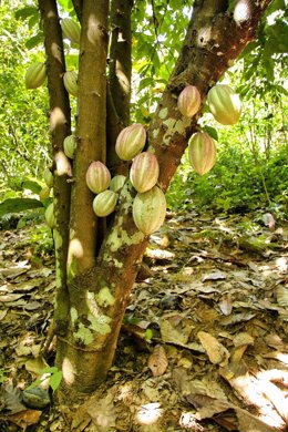 Cultivo de cacao.