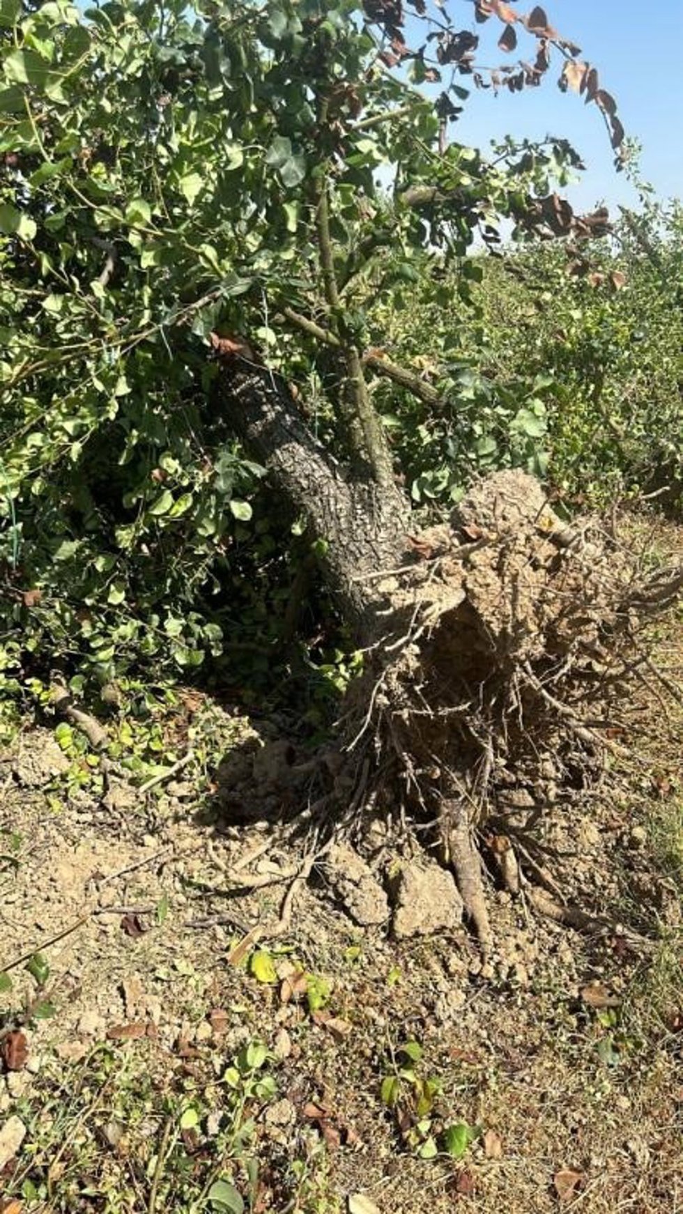 Archivo - La Rioja ejecuta subsidiariamente el arranque de una finca de perales en Alfaro afectada por fuego bacteriano