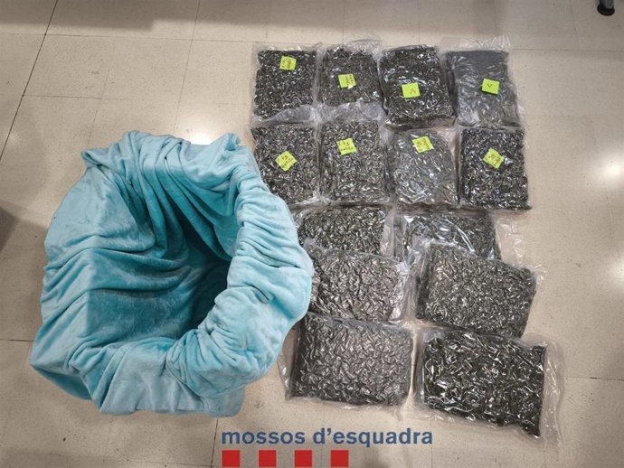 Confiscados 46 kilogramos de marihuana en cogollos envasados al vacío