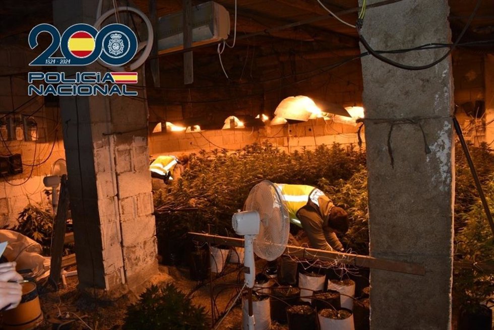 Plantación de marihuana a gran escala desmantelada en Baza (Granada).