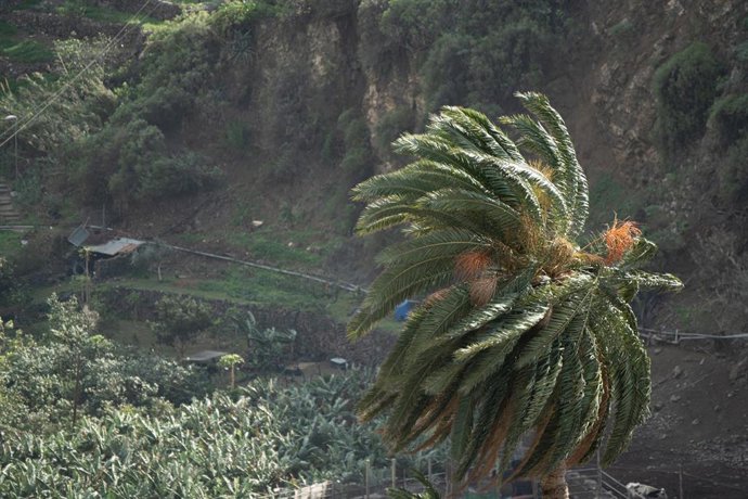 Archivo - Palmeras dobladas por el viento, a 16 de diciembre de 2024, en La Gomera, Canarias (España). Canarias continúa hoy en aviso por fuertes rachas de viento que podrían llegar a ser huracanadas y superar los 120 kilómetros por hora en las islas occi