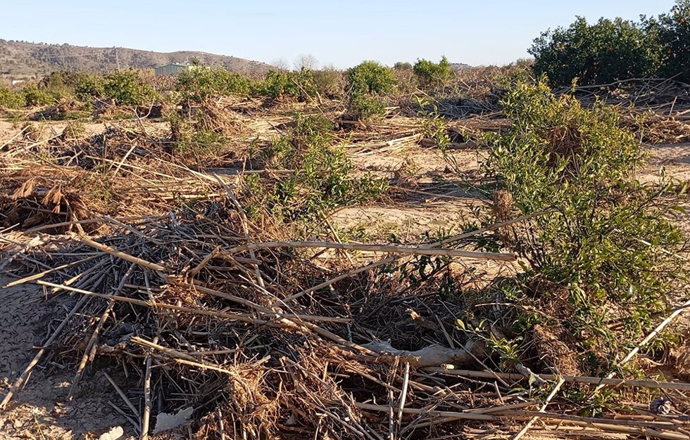 Daños de la dana en naranjos