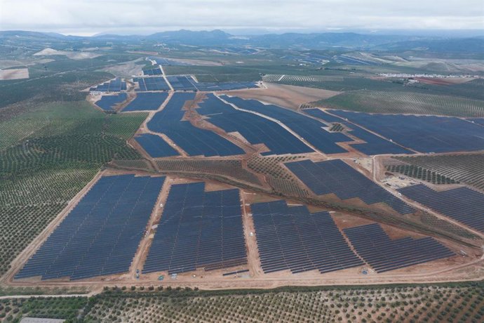 Planta de Bruc en Málaga