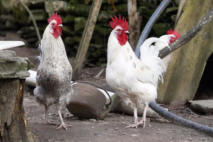 Archivo - Tres gallos en un corral, a 6 de marzo de 2024, en Bóveda, Lugo, Galicia (España). Dado que muchos propietarios de corrales domésticos de gallinas para autoconsumo aún no lo han hecho, el Ayuntamiento de Bóveda les ofrece ayuda para que los den 