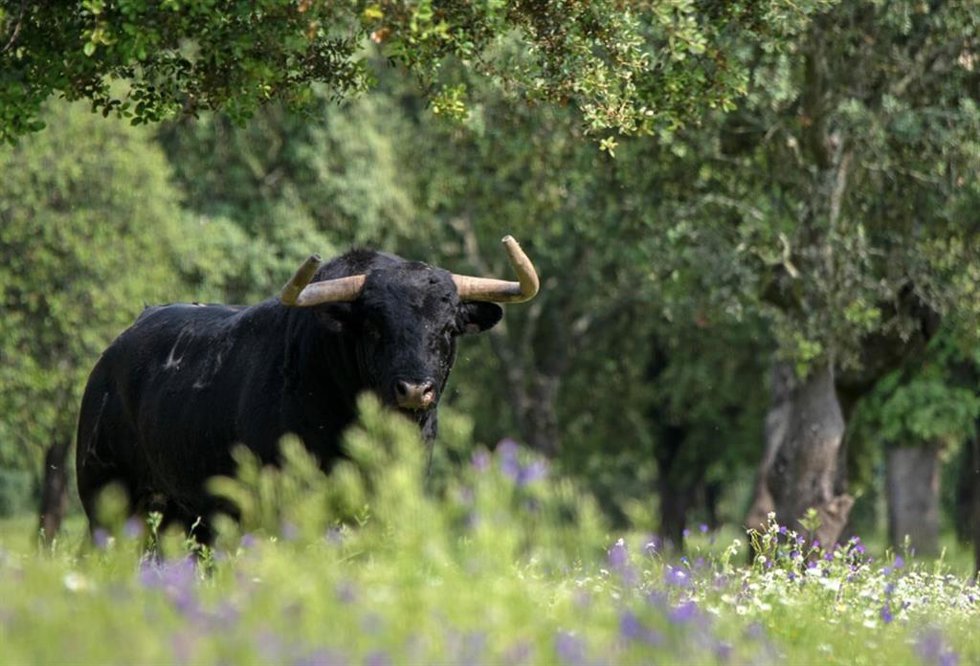 Tauromaquia