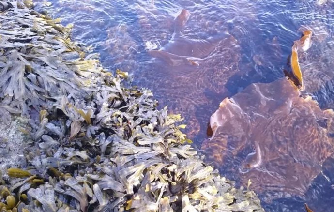 Las algas no sólo son saludables. Esta planta acuática también puede limpiar el mar Báltico y otros océanos, ya que aprovecha el dióxido de carbono presente en el agua del mar.