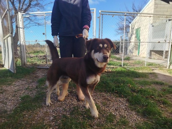 Everest, uno de los perros que se pueden adoptar.
