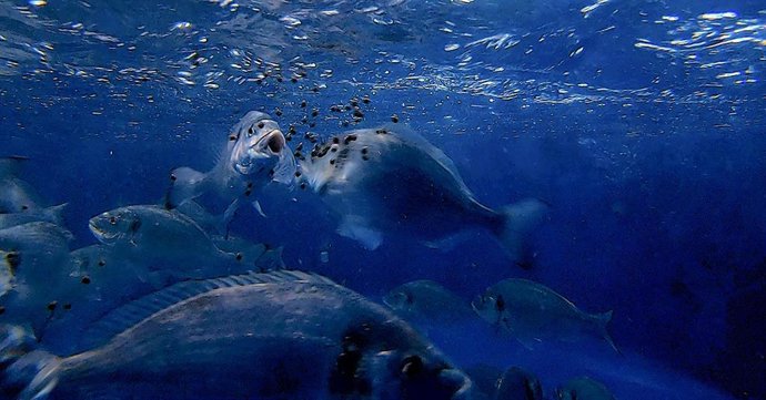 El estudio desarrollado por el IATS-CSIC ha sido publicado en la revista Aquaculture Reports y abre nuevas vías para la sostenibilidad en la acuicultura.