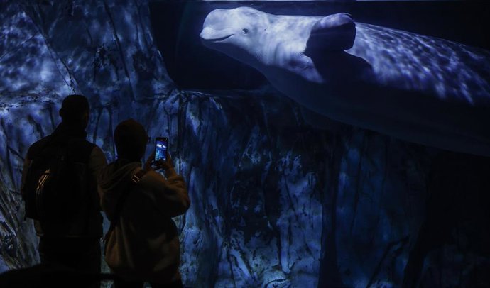 Las belugas durante la presentación de la unión de las cuatro belugas, en l’Oceanogràfic de Valencia, a 21 de enero de 2025, en Valencia