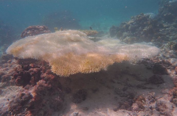 Coral de mesa Acropora blanqueado en el arrecife de One Tree Island, al sur de la Gran Barrera de Coral