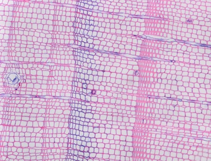 Un anillo azul formado en 1902 en un árbol en el norte de Noruega.