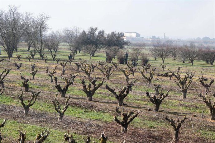Archivo - Las ayudas buscan paliar el impacto de la sequía entre las cooperativas agroalimentarias.