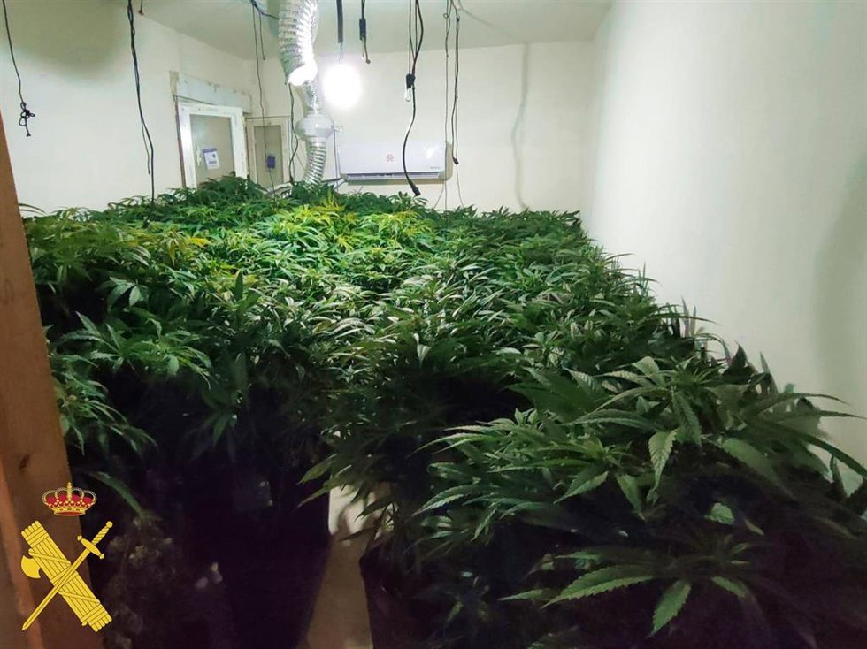 Marihuana intervenida.