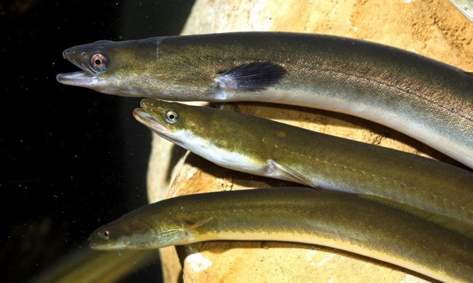 Anguilas del Delta del Ebro: La que se aprecia más arriba es una anguila plateada, lista para emprender la migración al Mar de los Sargazos