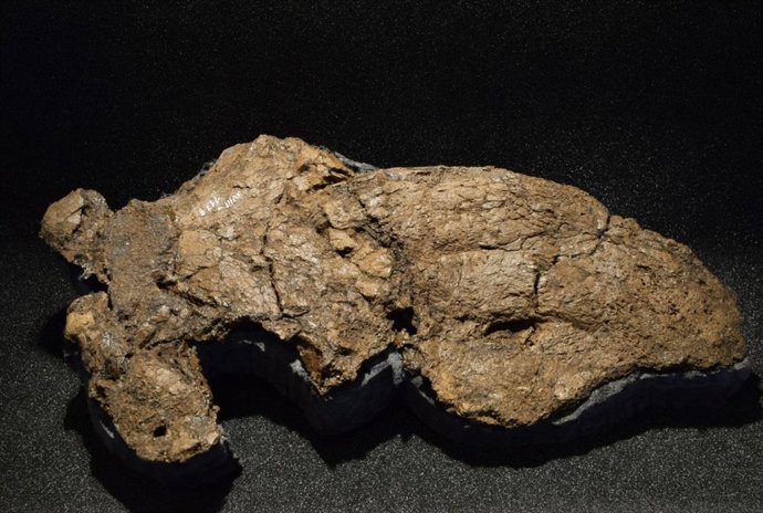 El fósil de cráneo casi completo se encuentra en la colección de Geiseltal.