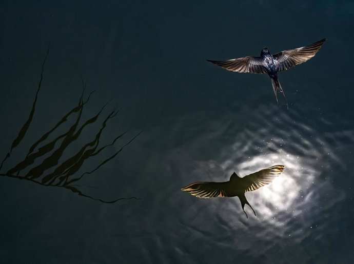 Archivo - 'Partial Solar Eclipse', De Csaba Daroczi (Hungría), Primer Premio En La Categoría 'C4 Visión Artística De Las Aves' De FIO.