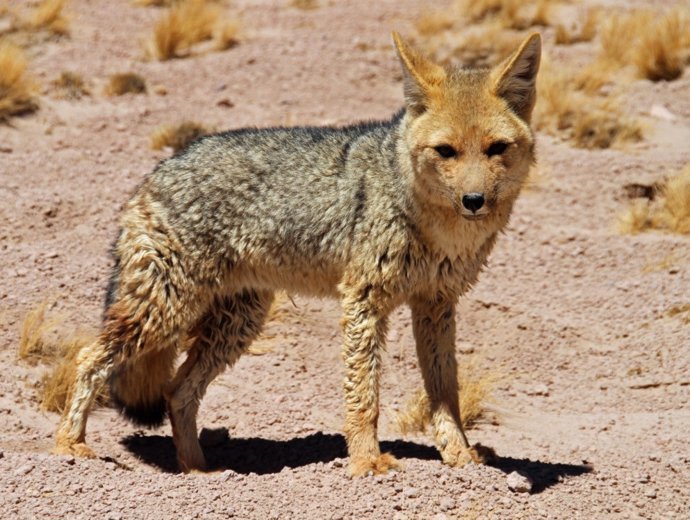 Los animales carroñeros más pequeños, como los zorros y algunas especies de aves, se beneficiaron de la presencia de los humanos.