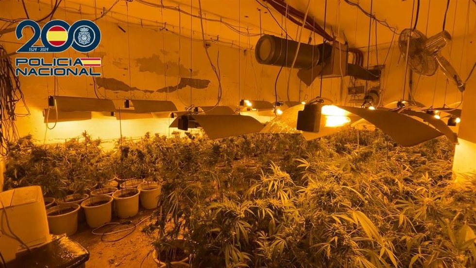 La Policía Nacional desmantela una plantación de marihuana con 888 plantas en Agoncillo y detiene a sus dos responsables