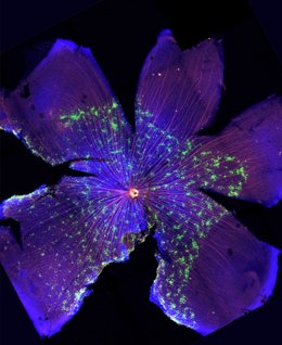 Nuevos mecanismos para el desarrollo del circuito visual