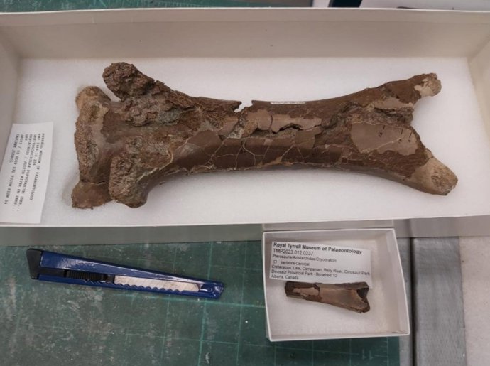 El hueso del cuello fosilizado de un pterosaurio juvenil descubierto (abajo) comparado con el hueso del cuello de un pterosaurio adulto