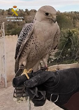 Halcón peregrino recuperado por la Guardia Civil tras ser sustraído de una casa de aperos en Mula (Murcia)