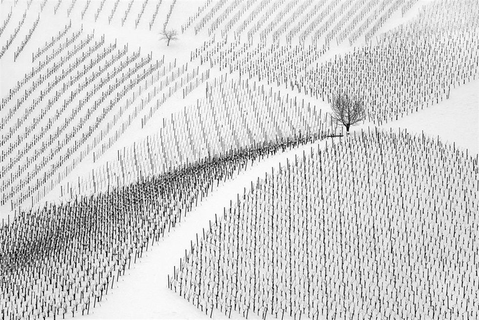 Winter Grafic 3, del esloveno Boris Godnic, Primer premio del XXVI Concurso de Fotografía 'El Rioja y los 5 Sentidos'