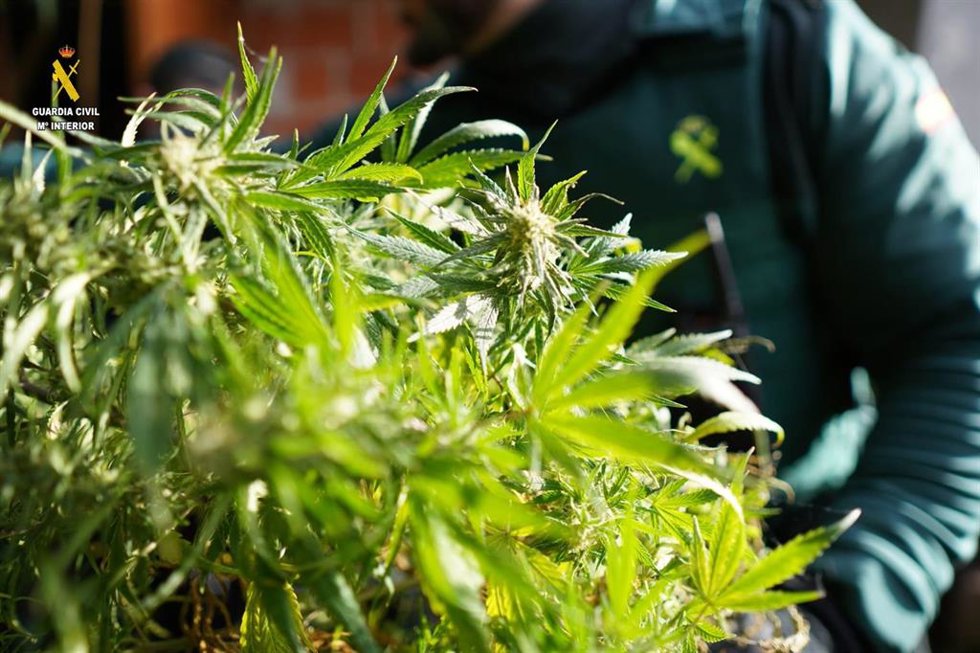 Imagen de archivo de una plantación de marihuana 