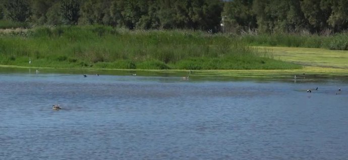 Parc Natural dels Aiguamolls de l'Empordà en una foto de archivo de la ACA.