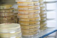 Revelan un mecanismo que promueve la resistencia de superbacterias intestinales frente a los antibióticos