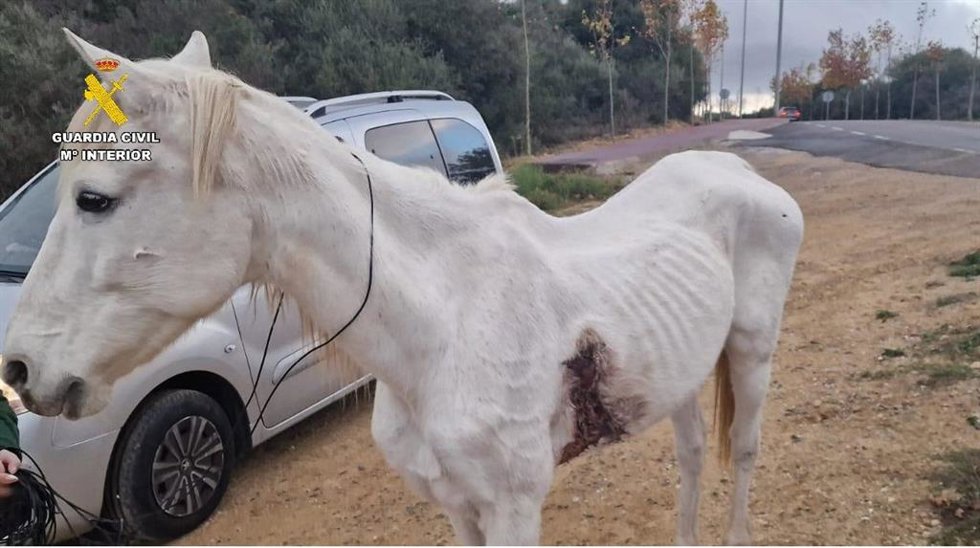Un caballo rescatado por el Seprona en Algeciras.