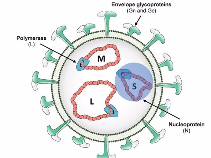 Representación esquemática del virus de la fiebre del Valle del Rift.