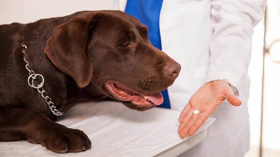 La Real Sociedad Canina se une "en bloque" con los veterinarios contra el nuevo sistema de control de antibióticos.