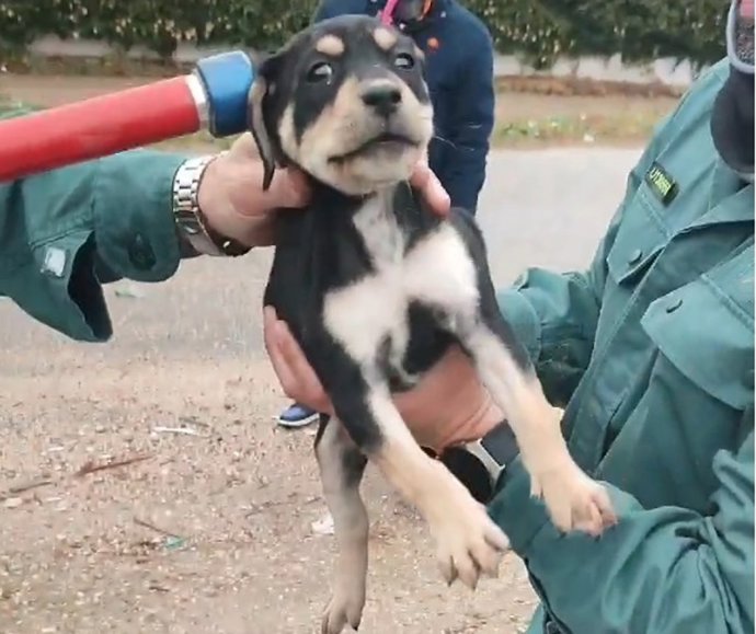 La Guardia Civil rescata un cachorro que arrojaron a un contenedor subterráneo en Perales de Tajuña