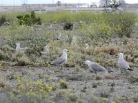 Medio Ambiente registra 5.340 parejas de gaviota 'Audouin' en la Comunitat, que consolidan la conservación de la especie