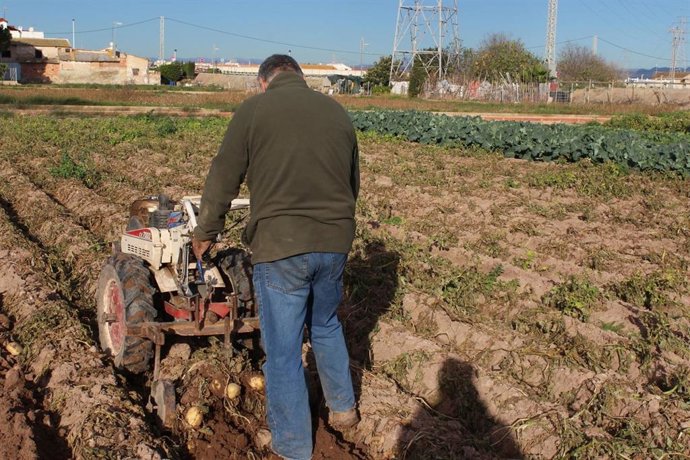 Archivo - Un agricultor en l'Horta de València en una imagen de archivo