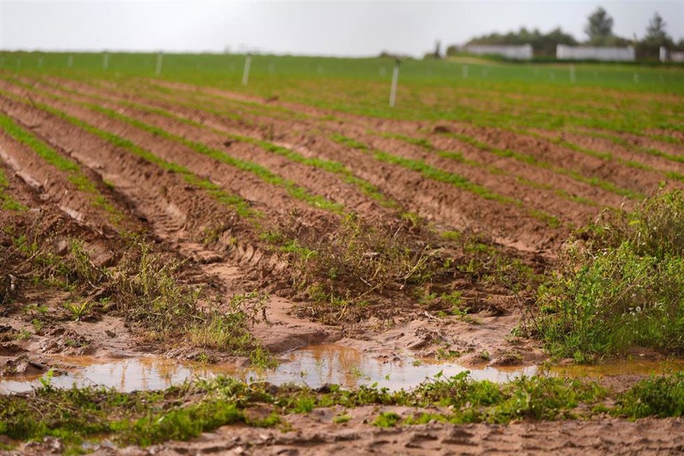 Estado de un campo tras las últimas lluvias en la provincia de Sevilla.